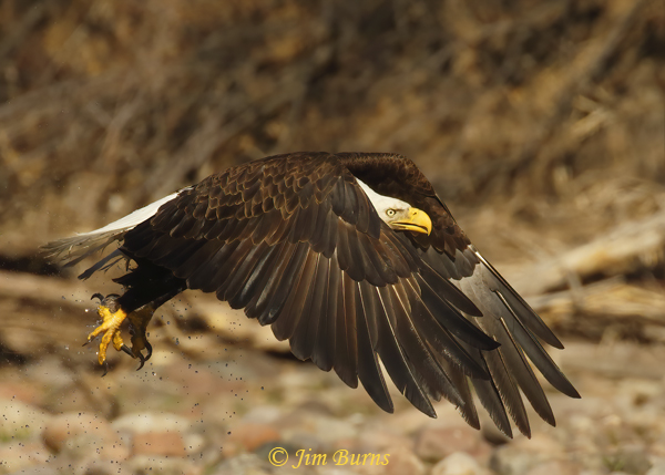 Bald Eagle downstroke with water spray--2637